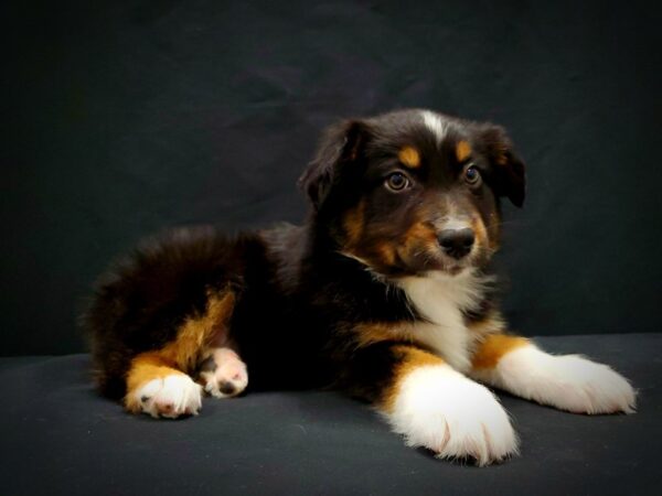 Australian Shepherd DOG Male Black and White 21390 Petland Las Vegas, Nevada