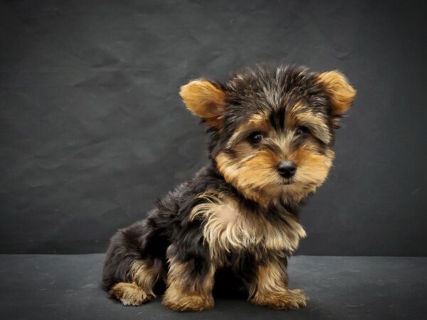 Yorkshire Terrier DOG Female Black and Tan 21396 Petland Las Vegas, Nevada