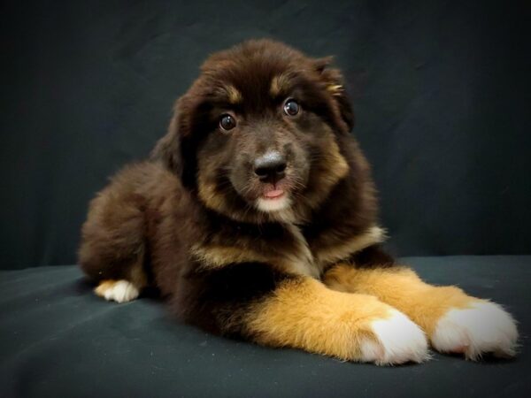 Australian Shepherd DOG Female Black and White 21391 Petland Las Vegas, Nevada