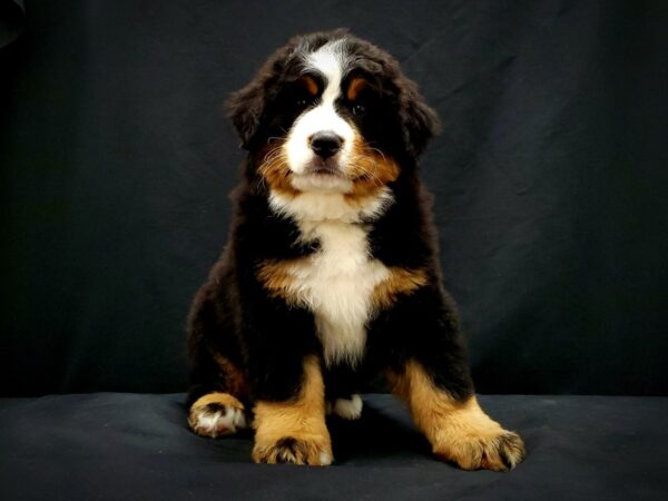 Bernese Mountain Dog DOG Male Black Rust and White 21393 Petland Las Vegas, Nevada