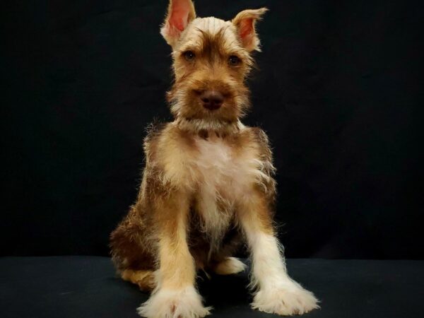 Miniature Schnauzer DOG Male Liver and Pepper 21395 Petland Las Vegas, Nevada