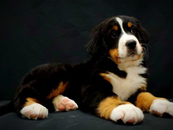 Bernese Mountain Dog DOG Female Black Rust and White 21392 Petland Las Vegas, Nevada