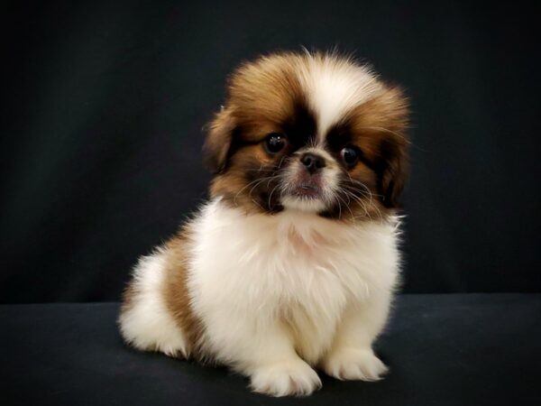 Pekingese-DOG-Female-White / Fawn-21401-Petland Las Vegas, Nevada