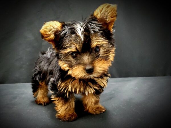 Yorkshire Terrier DOG Female Black / Tan 21403 Petland Las Vegas, Nevada