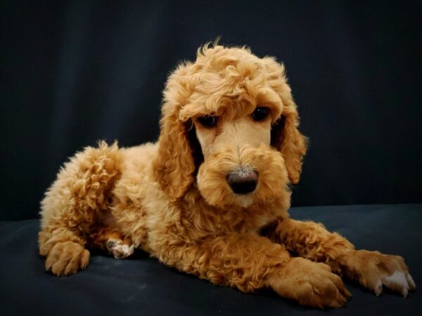 Standard Poodle-DOG-Male-Red-21402-Petland Las Vegas, Nevada