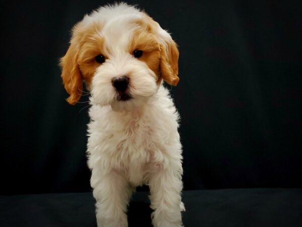 F1B Mini Goldendoodle DOG Female Red / White 21406 Petland Las Vegas, Nevada