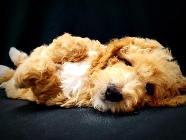 F1B Mini Goldendoodle-DOG-Male-Apricot-21407-Petland Las Vegas, Nevada