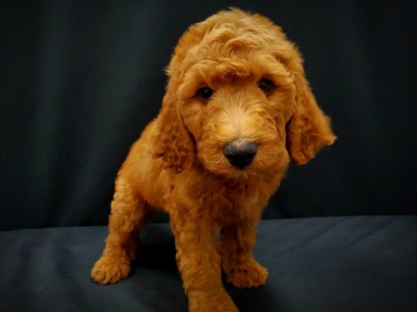 F1B Goldendoodle DOG Male Golden 21409 Petland Las Vegas, Nevada