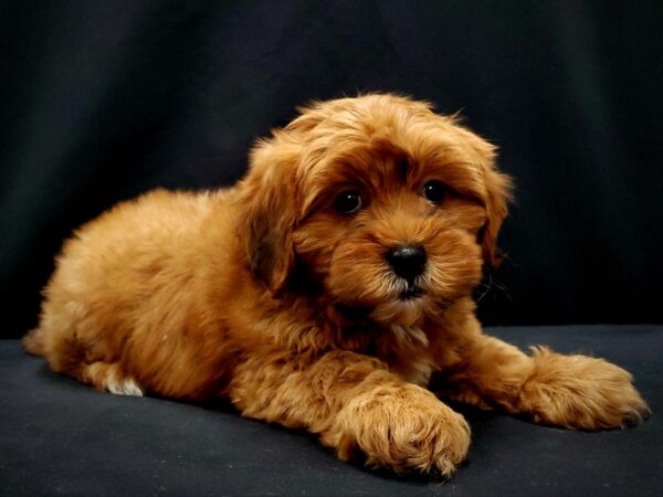 Poodle/Shih Tzu-DOG-Male--21412-Petland Las Vegas, Nevada