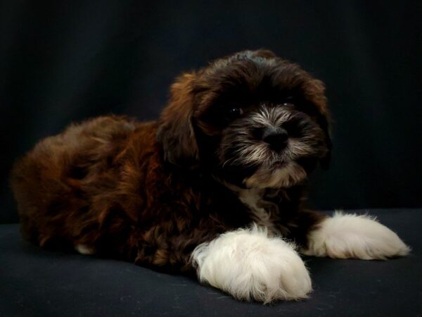 Poodle/Shih Tzu DOG Male 21411 Petland Las Vegas, Nevada