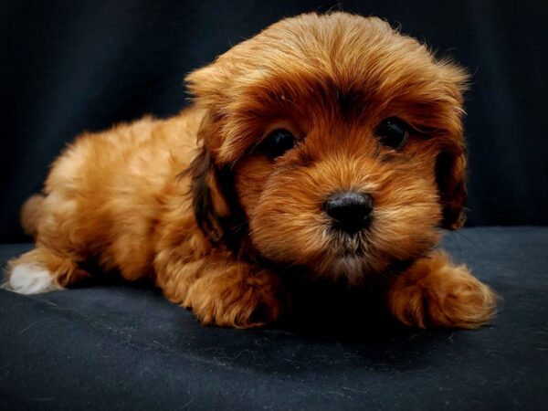 Poodle/Shih Tzu DOG Female 21414 Petland Las Vegas, Nevada