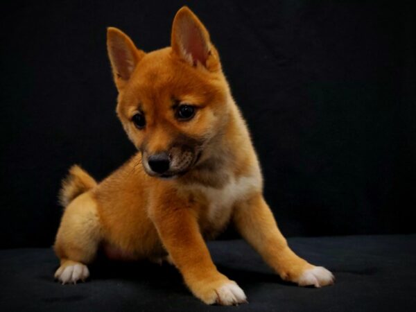 Shiba Inu DOG Female Red 21424 Petland Las Vegas, Nevada