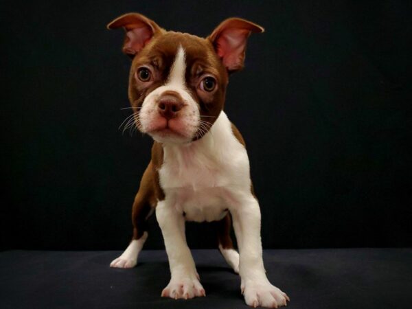 Boston Terrier DOG Male Seal and White 21429 Petland Las Vegas, Nevada