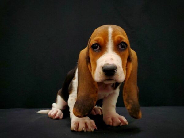 Basset Hound DOG Female Black Brown and White 21428 Petland Las Vegas, Nevada