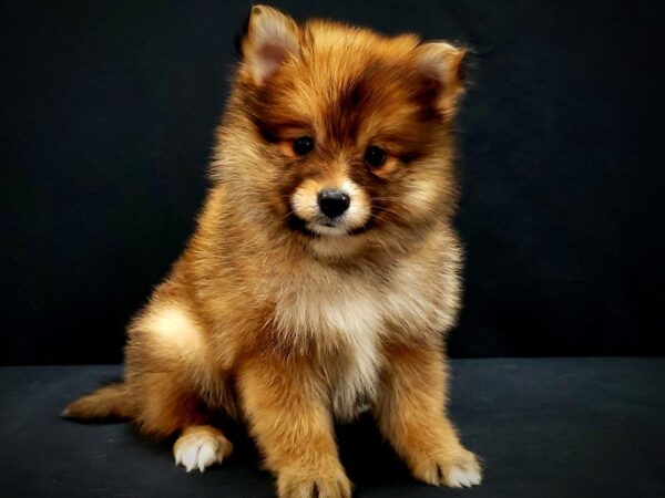 Pomeranian DOG Female Orange Sable 21420 Petland Las Vegas, Nevada