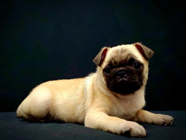 Pug DOG Male Fawn 21421 Petland Las Vegas, Nevada