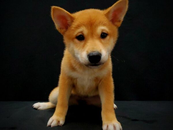 Shiba Inu DOG Female Red 21423 Petland Las Vegas, Nevada