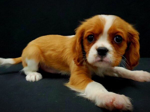 Cavalier King Charles Spaniel DOG Male Blenheim 21431 Petland Las Vegas, Nevada