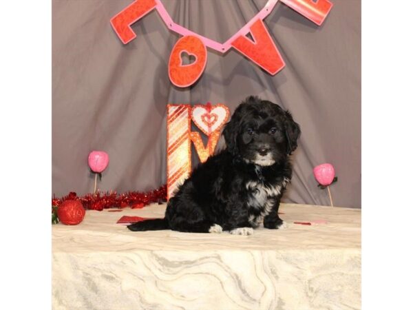 F1 Mini Golden Doodle DOG Female Black 21442 Petland Las Vegas, Nevada