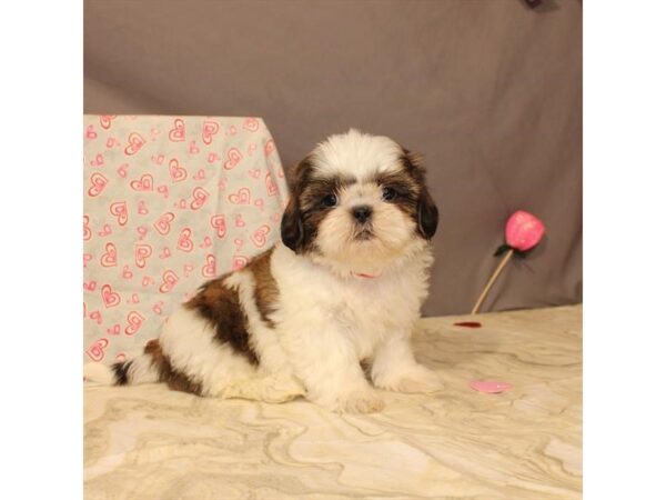 Shih Tzu DOG Female White / Chocolate 21437 Petland Las Vegas, Nevada