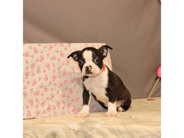 Boston Terrier DOG Male Black 21433 Petland Las Vegas, Nevada