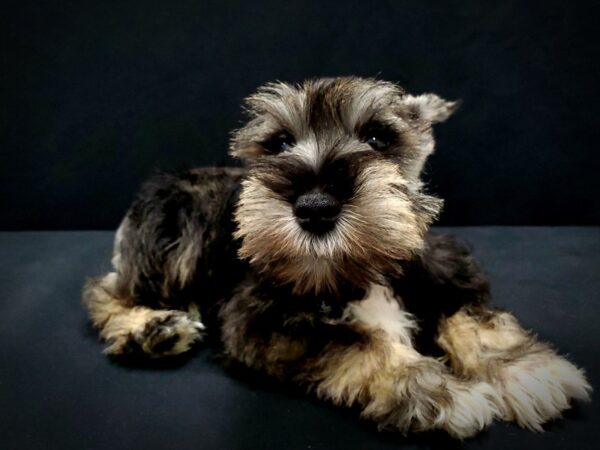 Miniature Schnauzer DOG Male Black and Silver 21419 Petland Las Vegas, Nevada