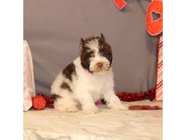 Miniature Schnauzer/Poodle DOG Female White / Chocolate 21441 Petland Las Vegas, Nevada