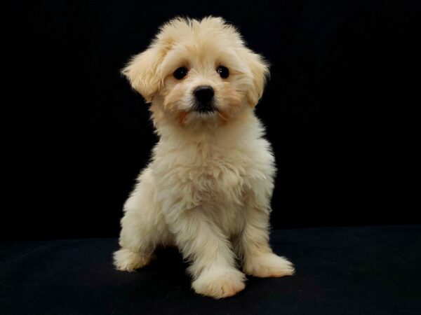 Mix DOG Male Cream 21427 Petland Las Vegas, Nevada