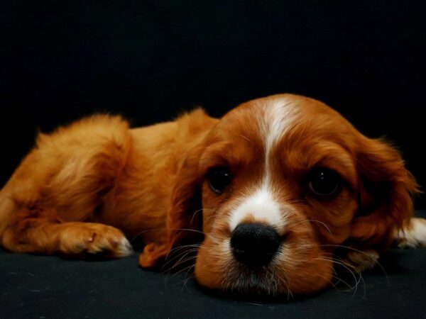 Cavalier King Charles Spaniel DOG Male Ruby 21430 Petland Las Vegas, Nevada