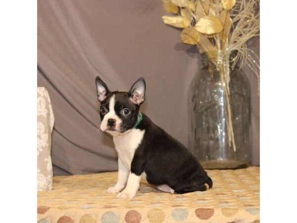 Boston Terrier DOG Female Black Brindle 21434 Petland Las Vegas, Nevada