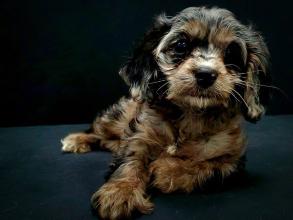 Cavalier King Charles Spaniel/Poodle DOG Female Blue Merle 21440 Petland Las Vegas, Nevada