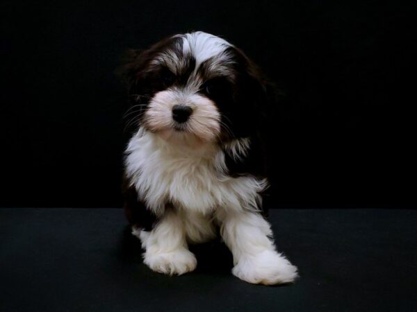 Havanese DOG Male Black and White 21416 Petland Las Vegas, Nevada