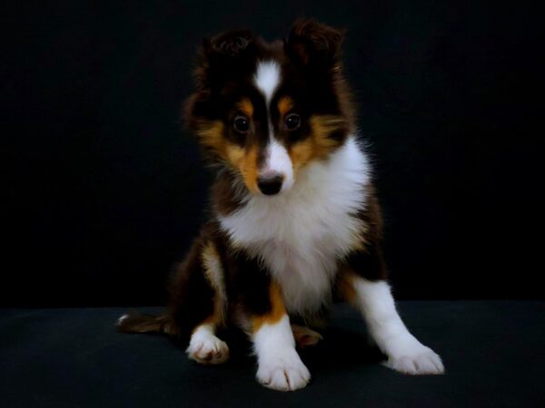 Shetland Sheepdog DOG Male Black White and Tan 21422 Petland Las Vegas, Nevada