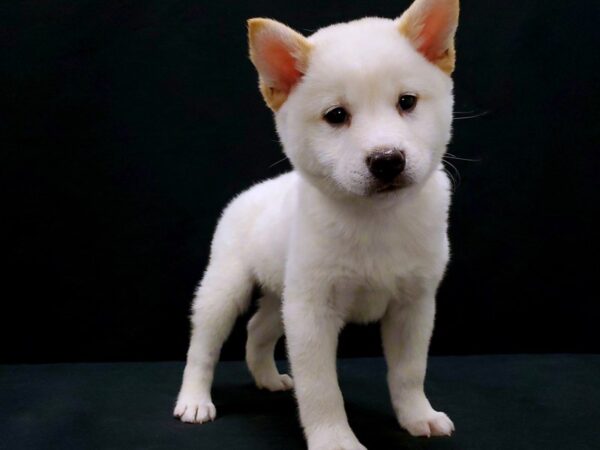 Shiba Inu DOG Male Cream 21436 Petland Las Vegas, Nevada