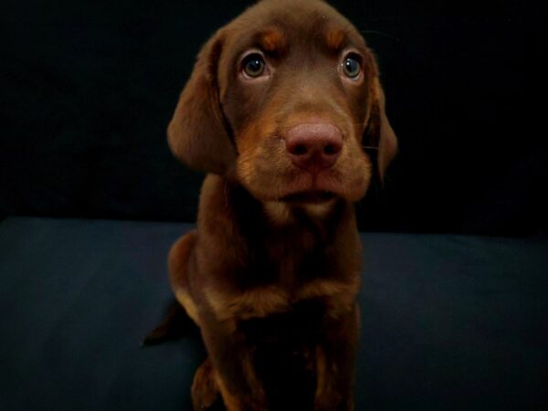 Labrador Retriever DOG Male Brown 21443 Petland Las Vegas, Nevada