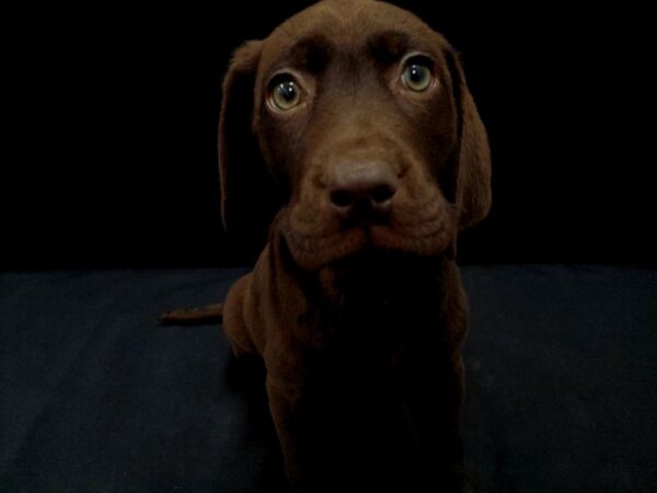 Labrador Retriever-DOG-Male-Chocolate-21417-Petland Las Vegas, Nevada