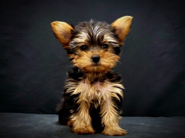 Yorkshire Terrier DOG Female Black / Tan 21438 Petland Las Vegas, Nevada