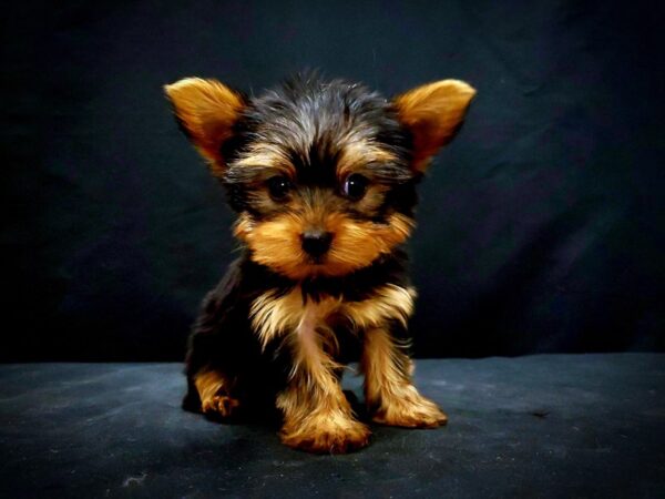 Yorkshire Terrier DOG Female Black / Tan 21439 Petland Las Vegas, Nevada