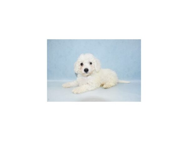 Bichon Frise DOG Female White 21449 Petland Las Vegas, Nevada