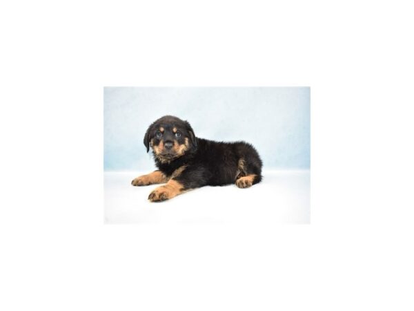 Rottweiler DOG Male Black and Rust 21457 Petland Las Vegas, Nevada