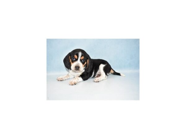 Beagle DOG Female Black Tan and White 21448 Petland Las Vegas, Nevada