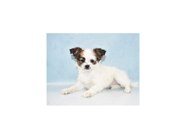 Papillon DOG Female White and Sable 21455 Petland Las Vegas, Nevada