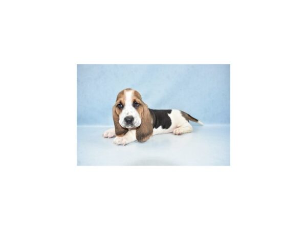 Basset Hound DOG Male Black Brown and White 21447 Petland Las Vegas, Nevada