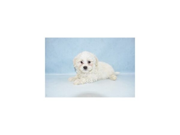 Coton De Tulear DOG Male White 21458 Petland Las Vegas, Nevada