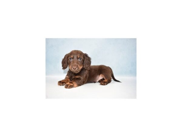 Dachshund DOG Male Chocolate and Tan 21452 Petland Las Vegas, Nevada