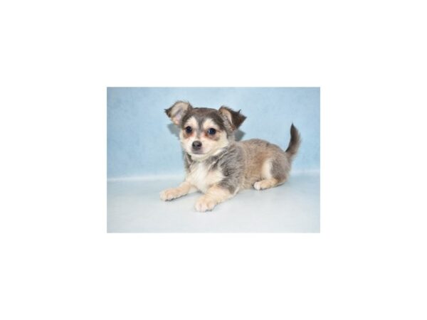 Chihuahua DOG Male Blue and Tan 21451 Petland Las Vegas, Nevada