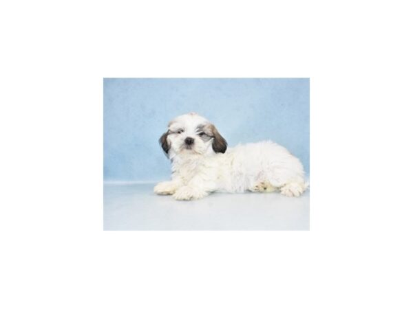 Lhasa Apso DOG Female Golden 21454 Petland Las Vegas, Nevada