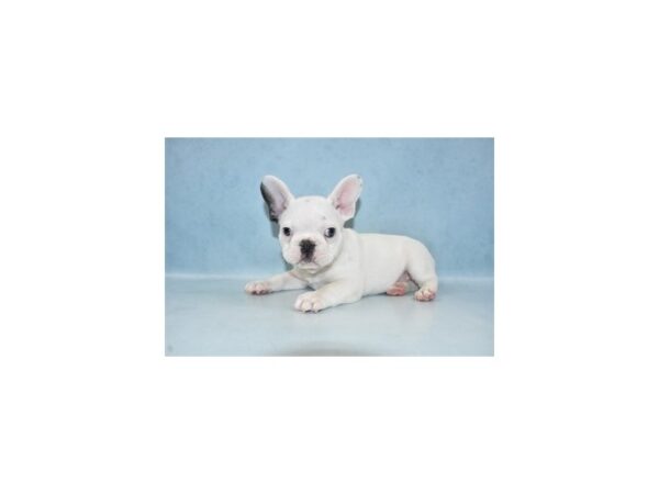 French Bulldog DOG Male Blue Fawn 21453 Petland Las Vegas, Nevada