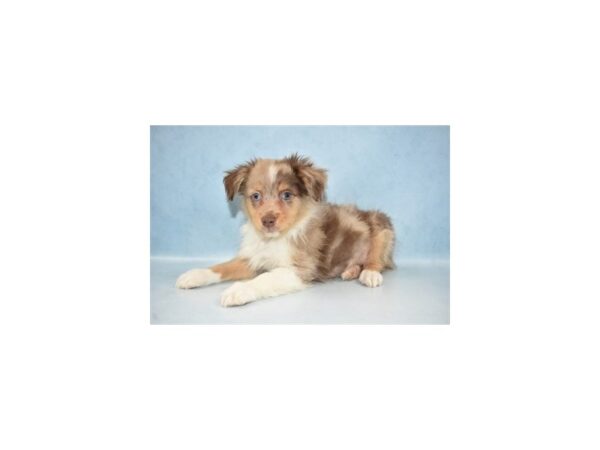 Miniature Australian Shepherd DOG Male Red Merle 21459 Petland Las Vegas, Nevada