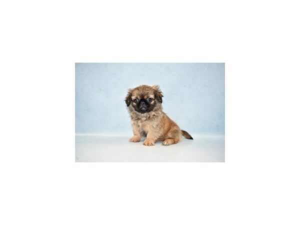 Pekingese DOG Female Fawn 21456 Petland Las Vegas, Nevada